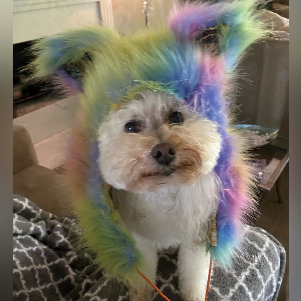 👜 Bijou’s Accessories! 🧳 - Picture 15 of 15